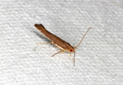 Glaphyristis marmarea