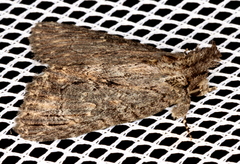 Crioa acronyctoides