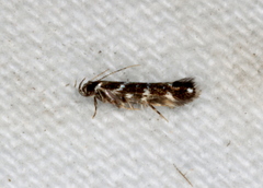 Stagmatophora argyrostrepta