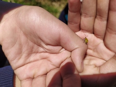 Diabrotica decempunctata