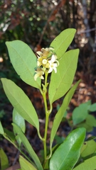 Dicoryphe