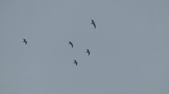 Leucophaeus pipixcan