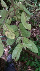 Colea