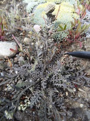 Lepidium solandri