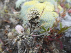 Lepidium solandri