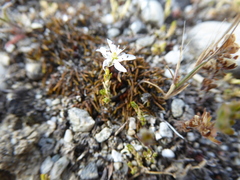Stellaria gracilenta
