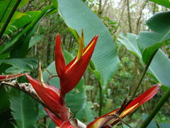 Image of Heliconia monteverdensis