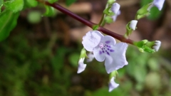 Plectranthus hexaphyllus