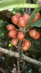 Peponidium