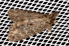 Crioa acronyctoides