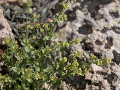 Galium multiflorum