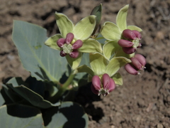 Asclepias cryptoceras davisii