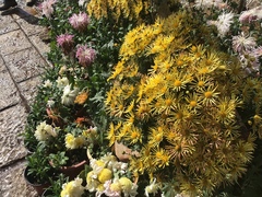 Arctotheca prostrata