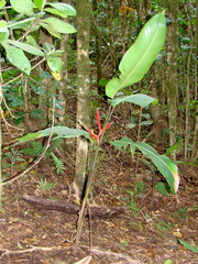 Heliconia monteverdensis