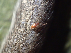 Cryptophagidae