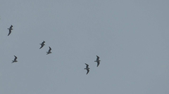 Leucophaeus pipixcan