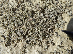 Atriplex buchananii