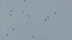 Leucophaeus pipixcan