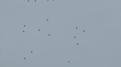 Leucophaeus pipixcan