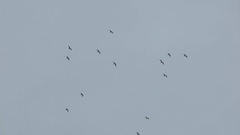 Leucophaeus pipixcan