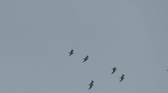 Leucophaeus pipixcan