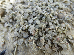 Atriplex buchananii
