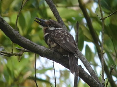 Hypnelus ruficollis