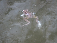 Leptodactylus fragilis