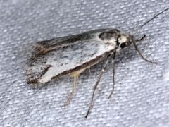 Philobota protecta