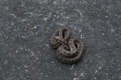 Thamnophis scalaris