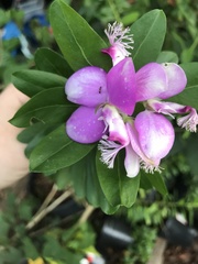 Polygala × dalmaisiana
