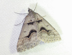 Dichromodes atrosignata