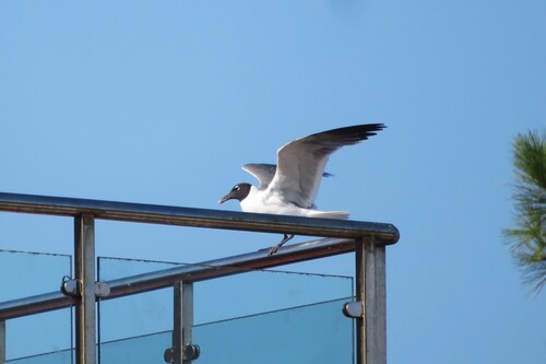 Gaviota guanaguanare (Larus atricilla)