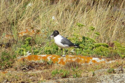 Gaviota guanaguanare (Larus atricilla)