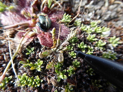 Leptinella conjuncta