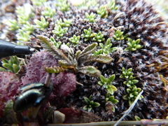 Leptinella conjuncta