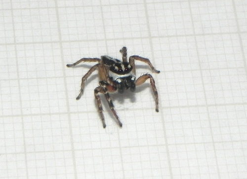 Freya nigrotaeniata