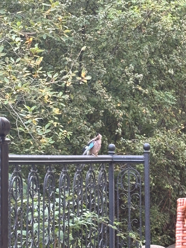 Eurasian Jay