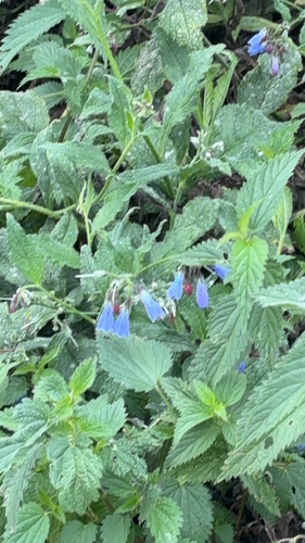Rough Comfrey