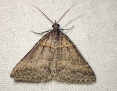 Dichromodes atrosignata