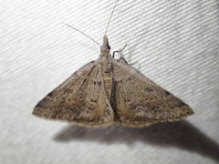 Dichromodes atrosignata