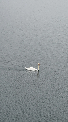 Mute Swan