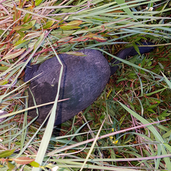 Chelodina expansa