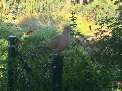 Streptopelia decaocto