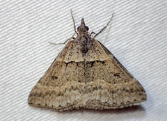 Dichromodes atrosignata