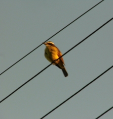 Pitangus sulphuratus