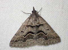 Dichromodes atrosignata