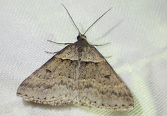 Dichromodes atrosignata