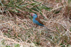 Uraeginthus cyanocephalus