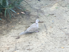 Streptopelia decaocto